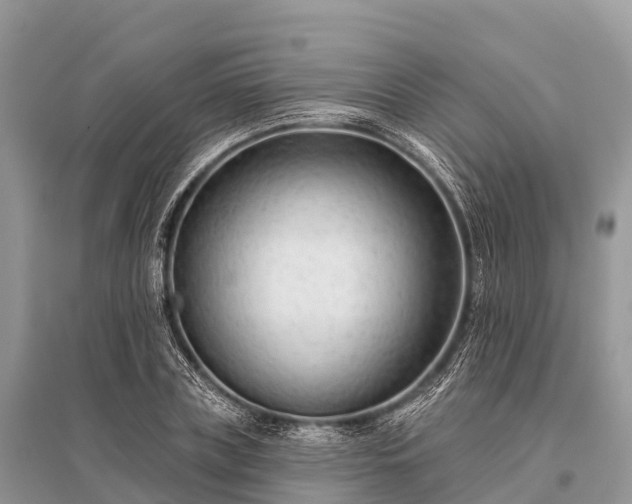 X0000096150835200801251102