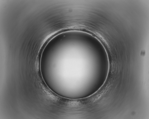 X0000096150838200801251102