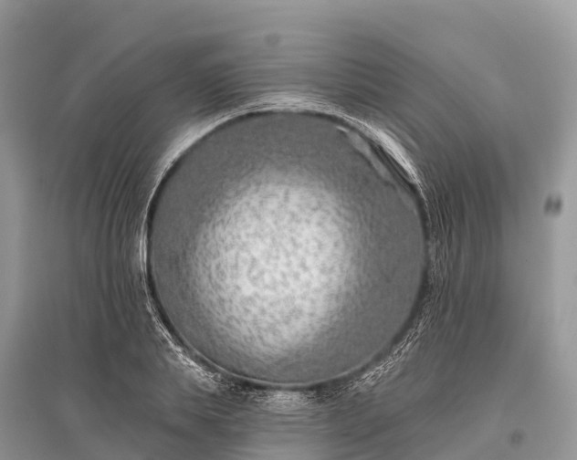 X0000096150839200801251102