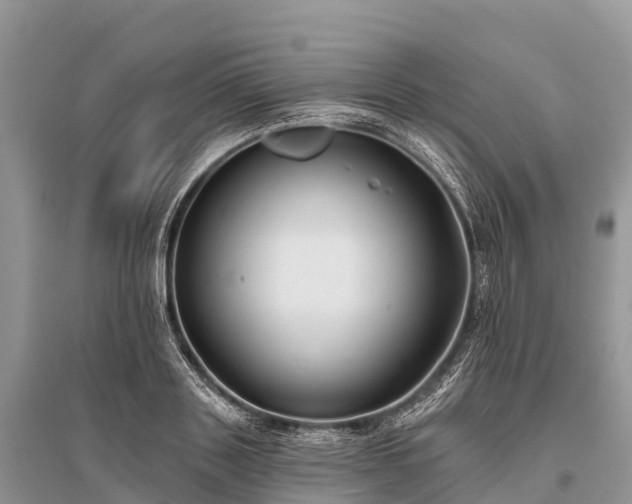 X0000096150843200801251102