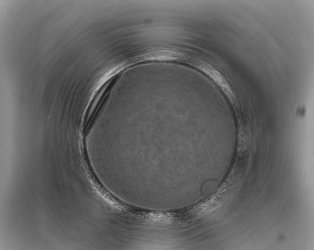 X0000096150850200801251103