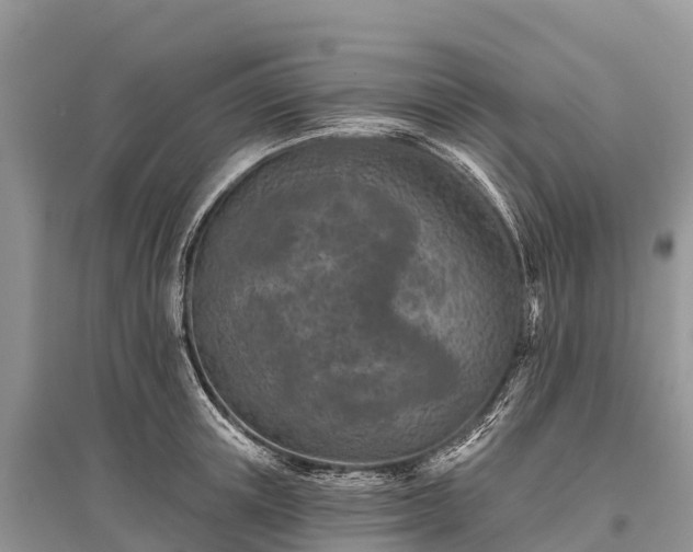 X0000096150851200801251103
