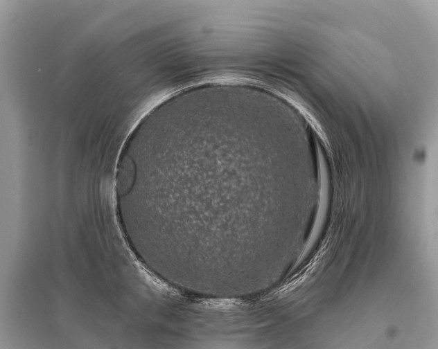 X0000096150853200801251103