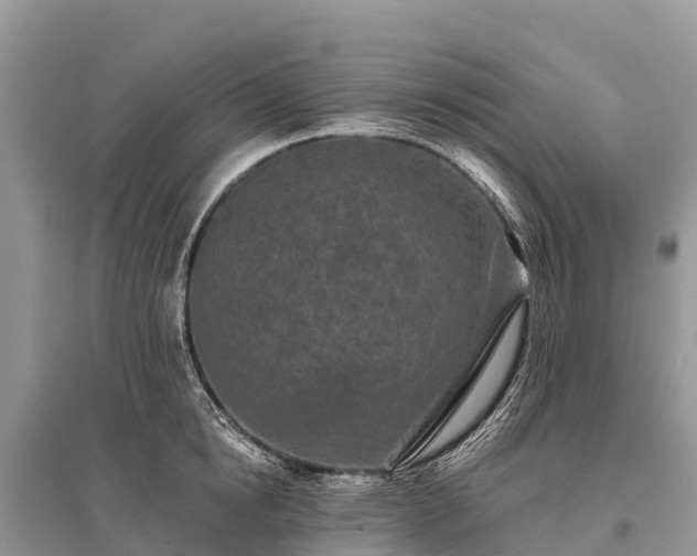 X0000096150854200801251103