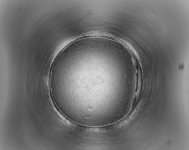 X0000096150855200801251103