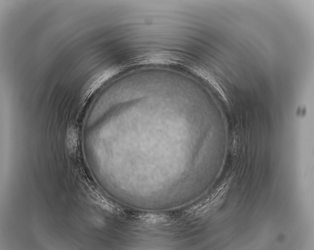 X0000096150874200801251102