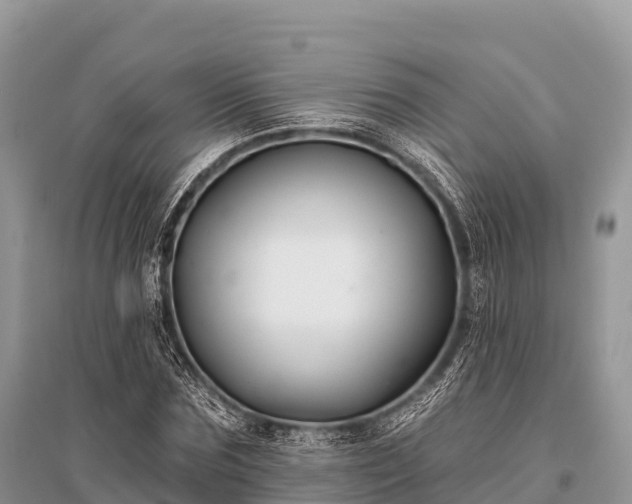 X0000096150875200801251102