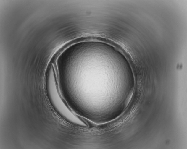 X0000096150879200801251102