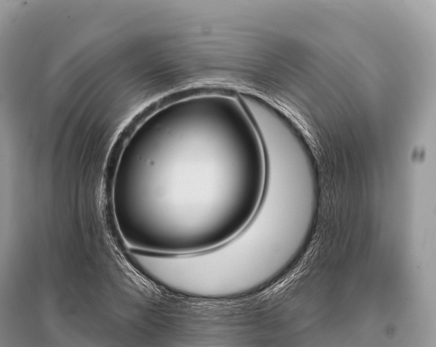X0000096150880200801251102