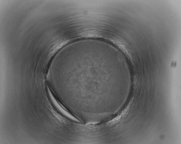 X0000096150881200801251102