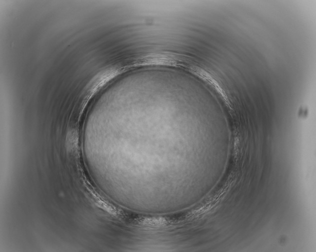 X0000096150882200801251102