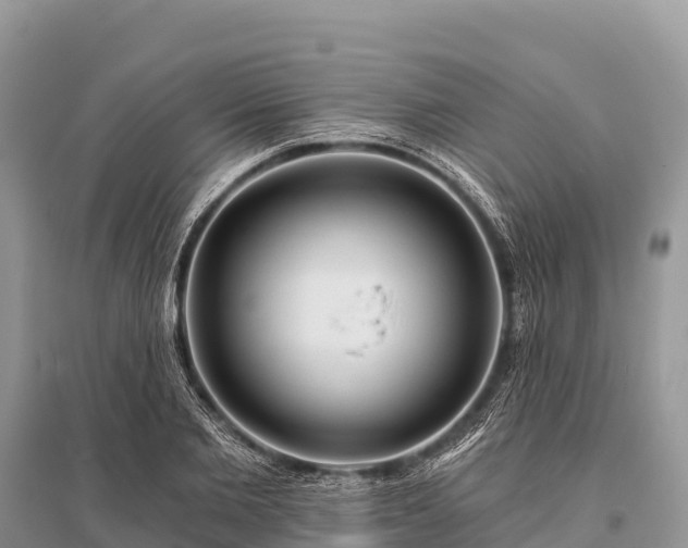 X0000096150885200801251102