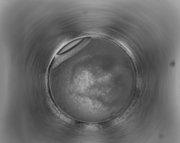 X0000096150899200801251101