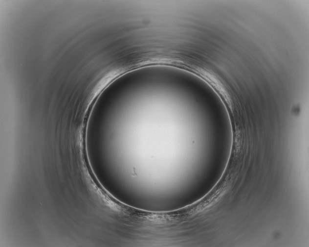X0000096150906200801251101