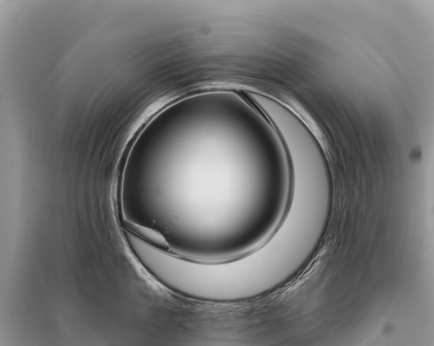 X0000096150909200801251101