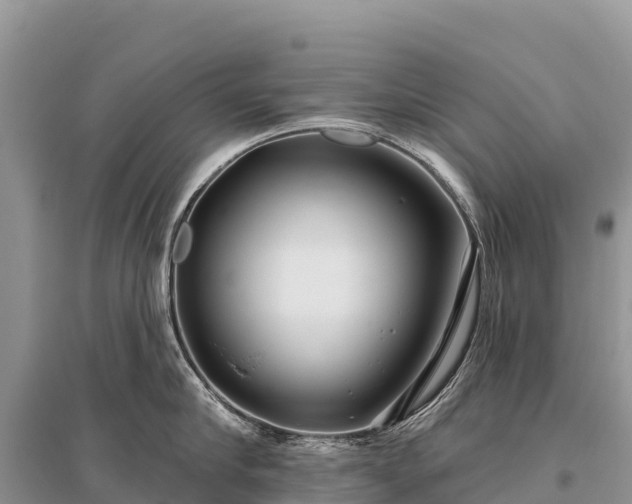 X0000096150910200801251101
