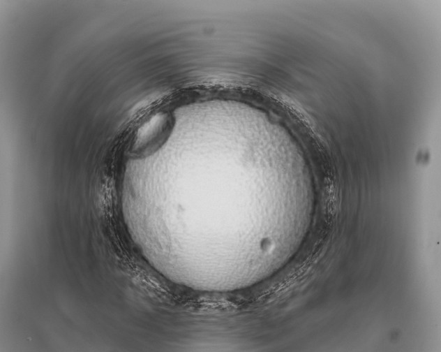 X0000096150918200801251101