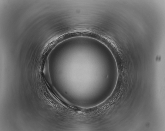 X0000096150920200801251101