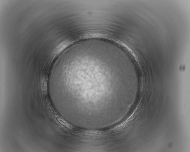 X0000096150921200801251101