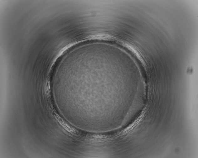 X0000096150923200801251101
