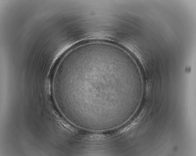 X0000096150925200801251101