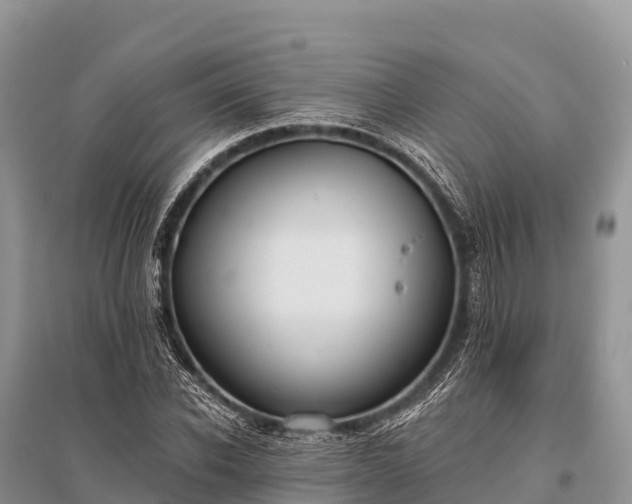 X0000096150926200801251101