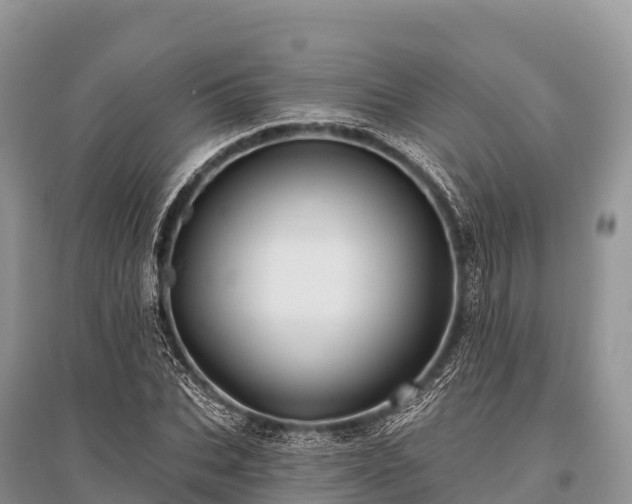 X0000096150927200801251101