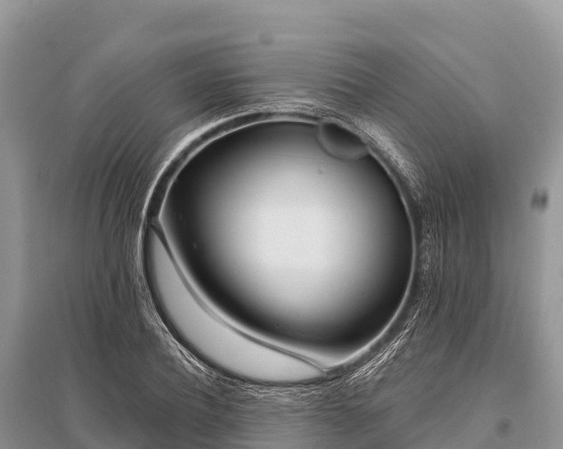 X0000096150932200801251101