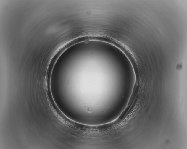 X0000096150935200801251101