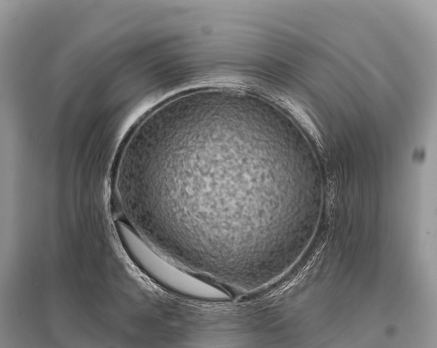X0000096150944200801251101