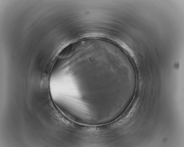 X0000096150945200801251101
