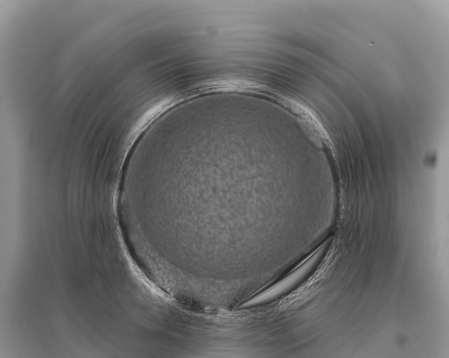 X0000096150946200801251101