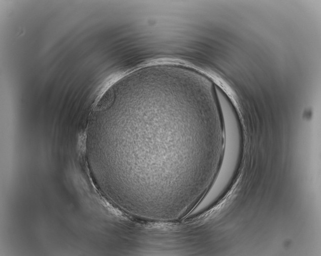 X0000096150953200801251101