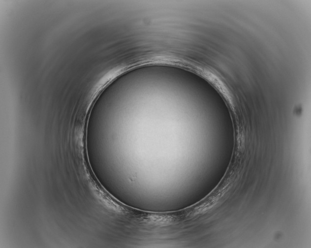 X0000096150954200801251101