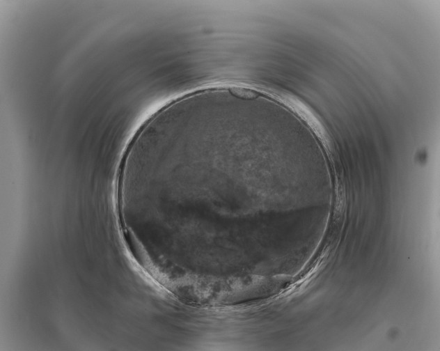 X0000096150958200801251101