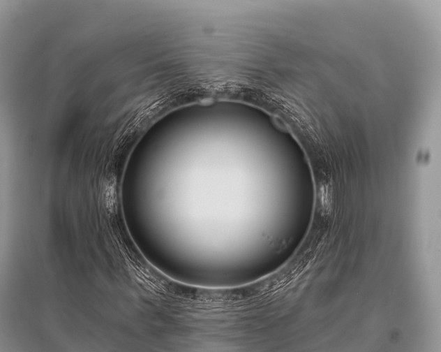 X0000096150963200801251101