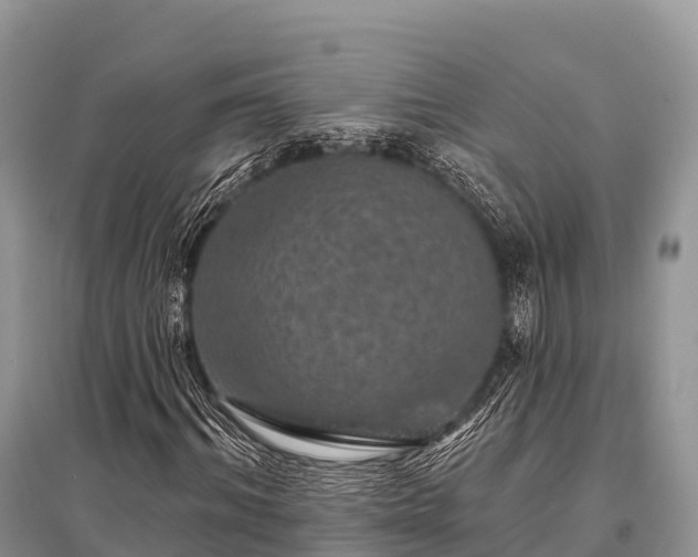 X0000096150964200801251101
