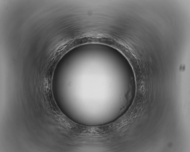 X0000096150966200801251100
