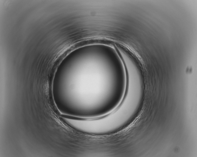 X0000096150969200801251100