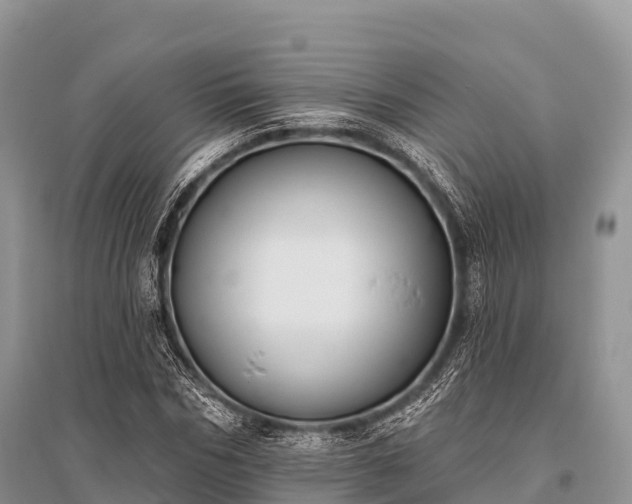 X0000096150970200801251100