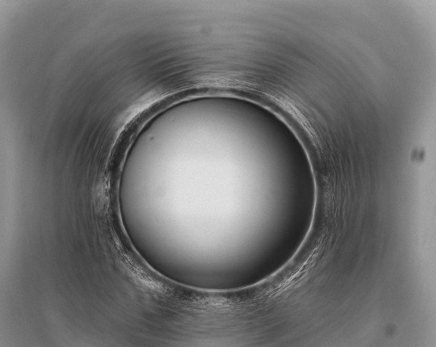 X0000096150971200801251100