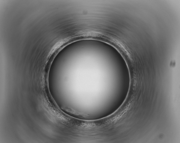 X0000096150978200801251100
