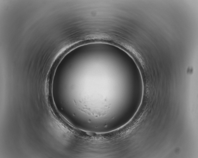 X0000096150983200801251100