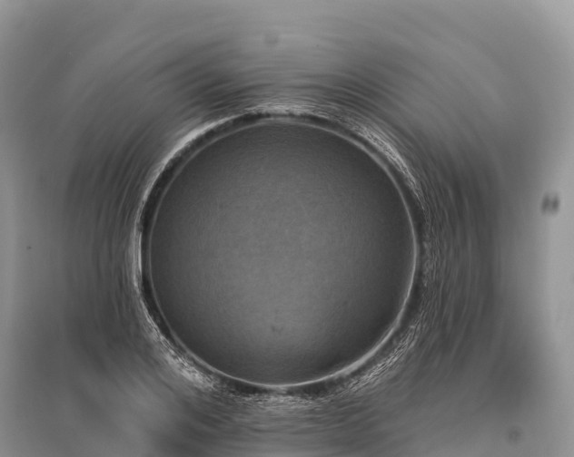 X0000096150984200801251100