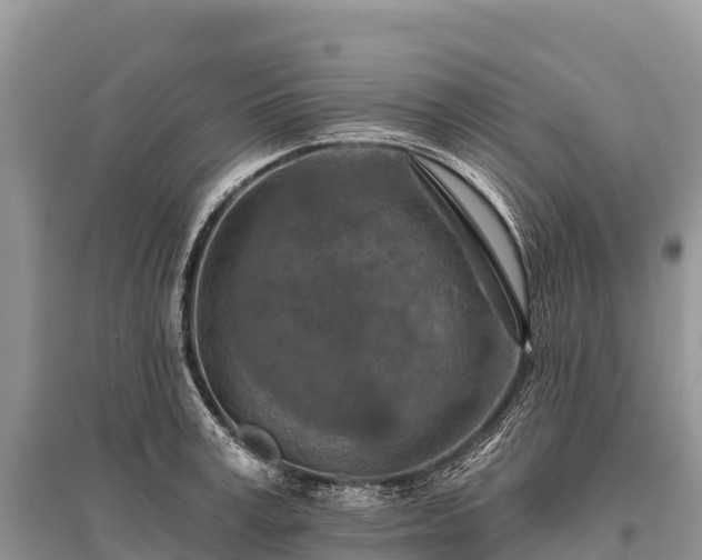 X0000096150995200801251100