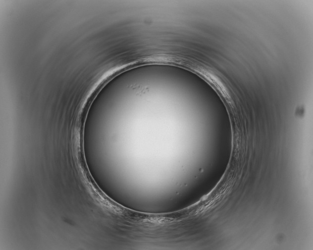 X0000096151000200801251100