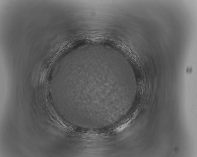 X0000096151009200801251059