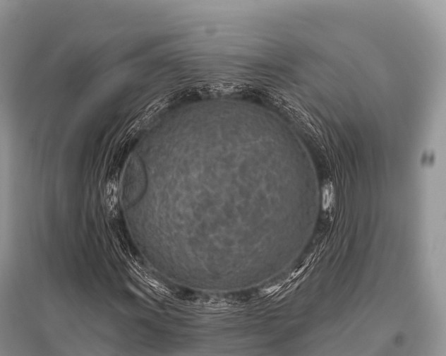 X0000096151011200801251059