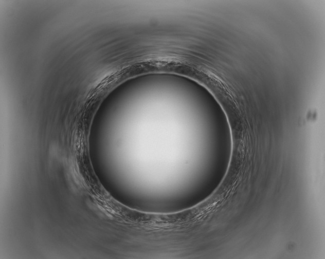 X0000096151014200801251059