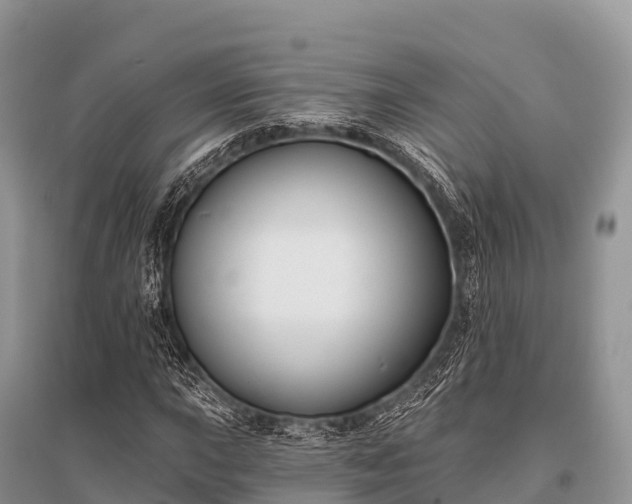 X0000096151015200801251059